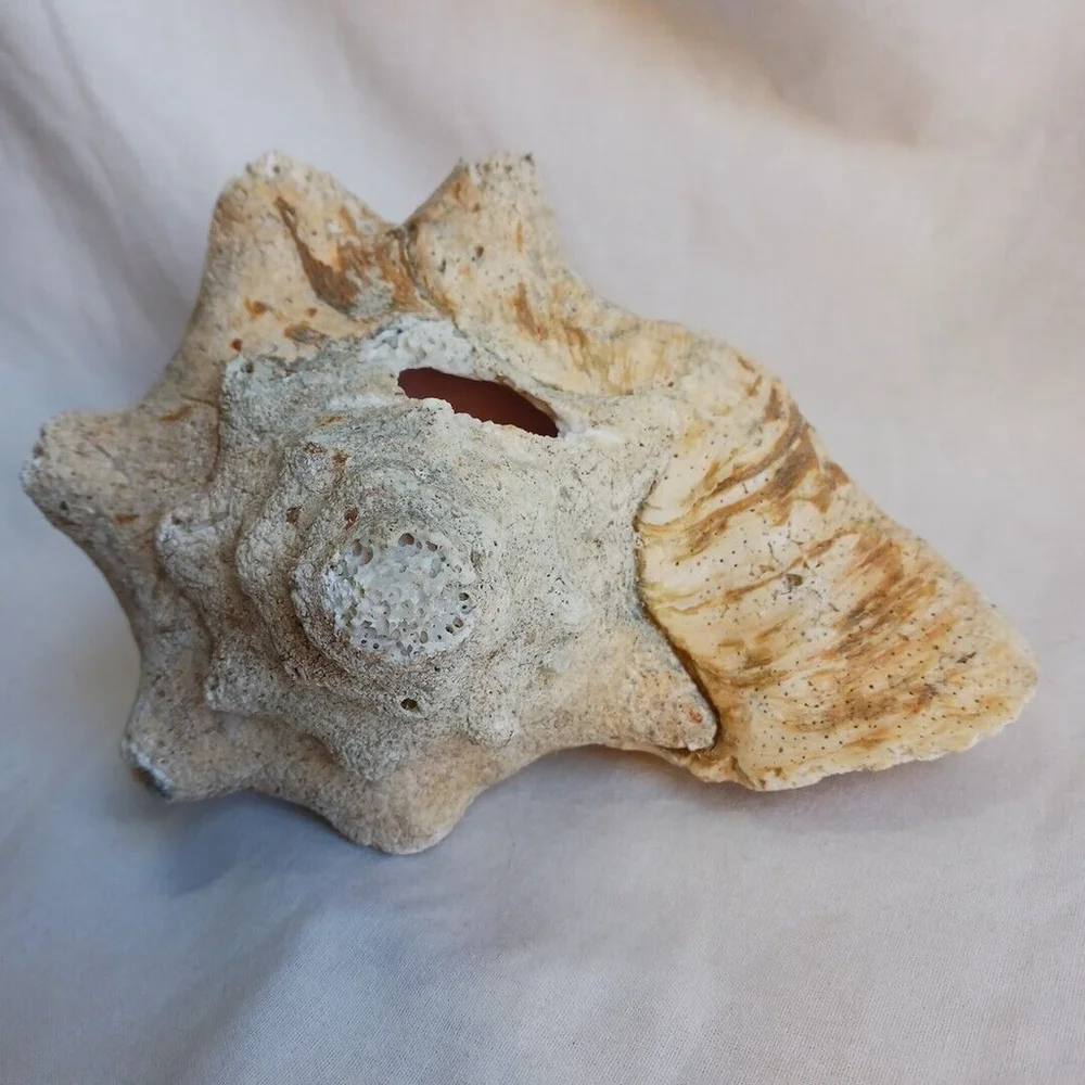 Vintage CONCH Large Natural Seashell CORALIZED WEATHERED BEACHCORE HEAVY FOSSIL